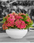 Hydrangea macrophylla Россо Глорі догляд